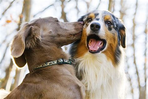 Of course cats and dogs don't come in by themselves.we are passionate about great customer service, too. Surprising Things You Didn't Know About Cats and Dogs
