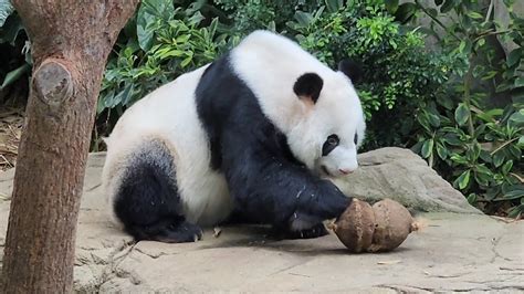 20230209 Giant Panda Kai Kai 凯凯 Eats Snacks River Wonders Singapore