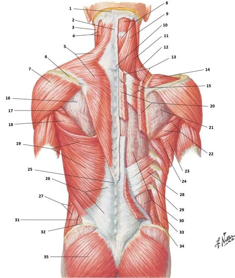 Back Muscles Muscle Anatomy Muscle Diagram Body Muscle Anatomy My Xxx