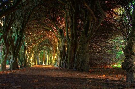 Fairytale Tree Tunnel Pictures Photos And Images For Facebook