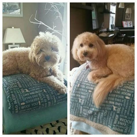128 Dogs Before And After Their Haircuts Add Yours Micro