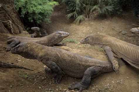 Indonesia Komodo Island Komodo Dragonsmonitor Lizards Close Up