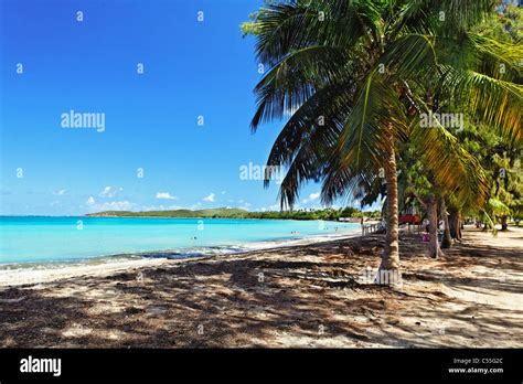 Palm Trees On The Beach Seven Seas Beach Culebra Island Fajardo