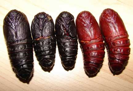 Yeah, you can do that in #dirt5 pic.twitter.com/wczdhgkgiv. More Regal Moth Pupae - What's That Bug?