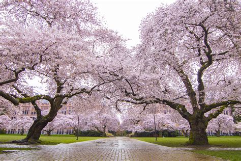 Seattle Spring Cherry Trees In Bloom Photograph By Matt Mcdonald Pixels
