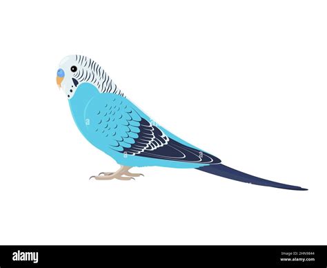 Domestic Budgie Stock Vector Images Alamy