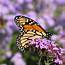 10 Flowers That Attract Monarch Butterflies  Growing Organic