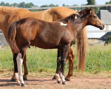 Maybe you would like to learn more about one of these? MAGNIFIQUE ETALON PAINT buckskin sooty yeux bleux