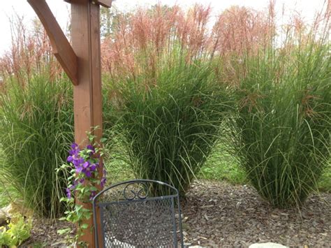 Dieses gras ist auch im winter schön. Dekorative Gräser im Garten - Wissenswertes und praktische ...