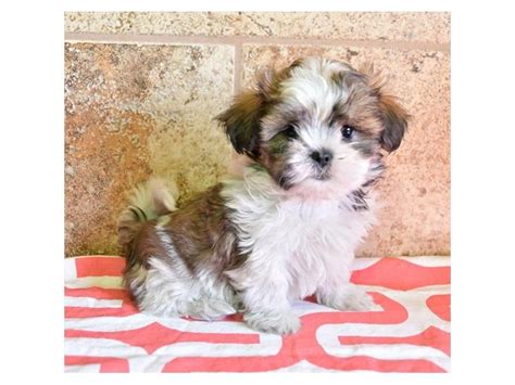 They weigh somewhere between 6 and 12 pounds (3 and 5 kg), and a height that's usually around 10 inches (25 cm). Maltese/Shih Tzu-DOG-Female-Chocolate / White-2625600-Petland Racine, WI
