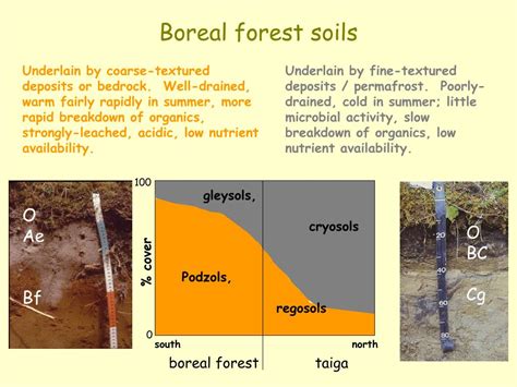 Ppt Boreal Forest Powerpoint Presentation Free Download Id2767668