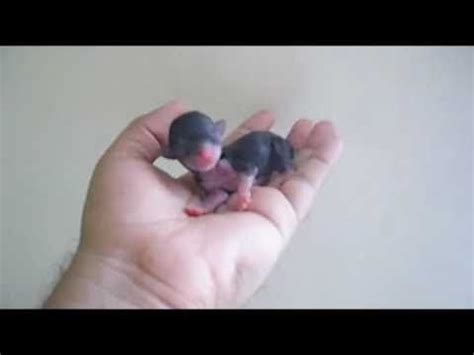 Born in east l.a : newborn chihuahua | Pets | Pinterest | Chihuahuas, Pictures of and Salud