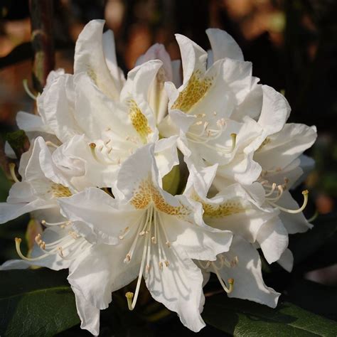 Buy Hybrid Rhododendron Rhododendron Cunninghams White £7999