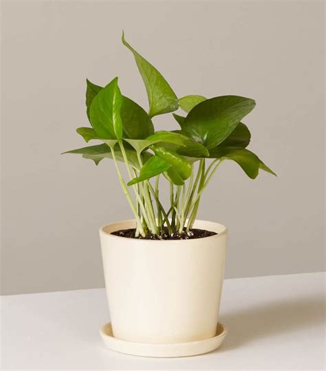 Nasa named aloe vera as one of the best plants for air purification in their study, releasing oxygen throughout the night. The Best Plants for Bedrooms Will Help You Sleep Better
