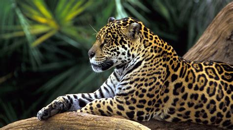 It is one of the most familiar monkeys and is the. Jaguar in Amazon Rainforest Wallpapers | HD Wallpapers | ID #10763