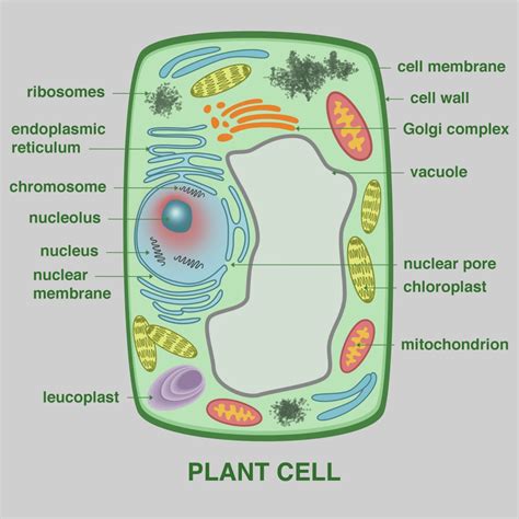 Plant Cell Poster Print By Gwen Shockeyscience Source