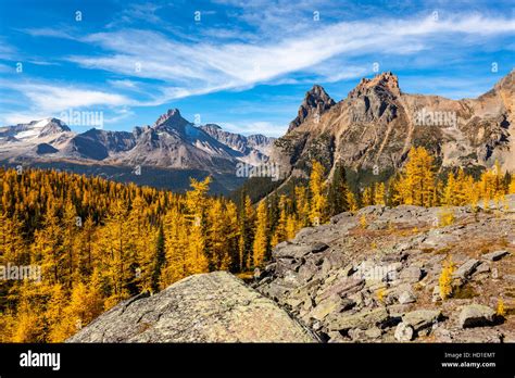 Golden Alpine Larch Larix Lyallii Display Their Fall Color At Lake O