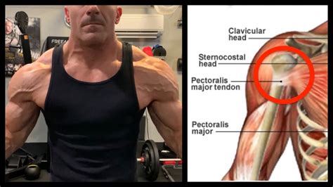 The Ultimate No Pressing Boulder Shoulder Workout How To Build