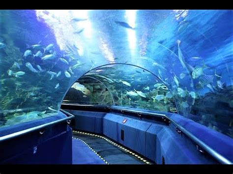 Aquaria klcc, located on the concourse level of the kuala lumpur convention centre, is said to be one of the largest aquariums in southeast asia. Aquaria KLCC - Kuala lumpur, a world-class aquarium - YouTube