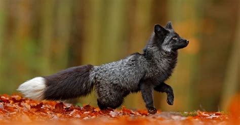 Grey Fox Vs Red Fox What Are The Differences A Z Animals