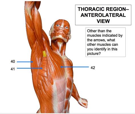 Thoracic Region Muscles Diagram Quizlet