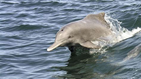 Largest Population Of Humpback Dolphins In Abu Dhabi