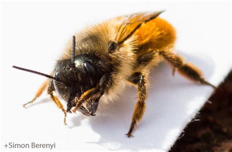 There are several different species of mason bee, none of which are dangerous to humans. Masonry Bees