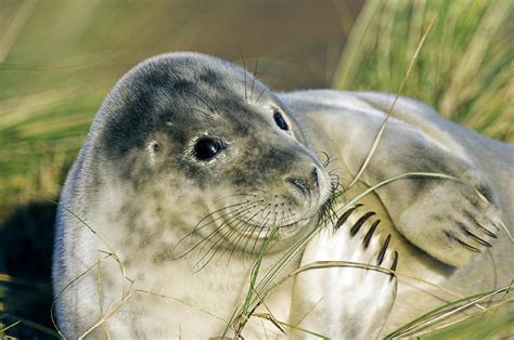 Grey Seal Pup Photograph By Duncan Shaw Pixels