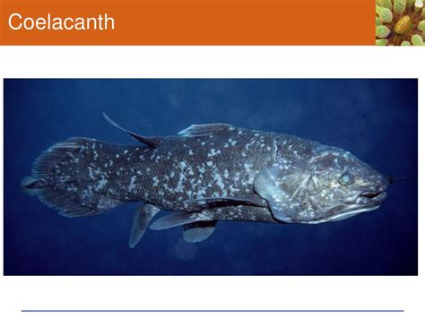 Overview of peptic (stomach) ulcers, including the causes, link to nsaid pain medicines, symptoms a dull or burning pain in the stomach is the most common symptom of peptic ulcers (stomach ulcers). PPT - Chapter 25 Animal Evolution - The Chordates Sections ...