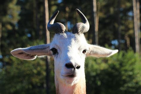 Free Images Nature Wildlife Zoo Horn Mammal Fauna Goats