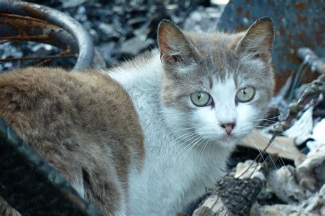 Rare Capture The Feral Life Cat Blog