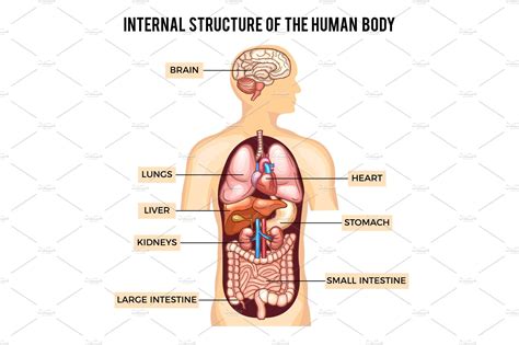 The basic parts of the human body are the head, neck, torso, arms and legs. Human body and organs systems. Vector infographic ...