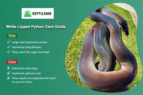 How To Care For A White Lipped Python Full Guide