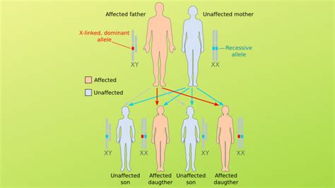 Sex Linked Inheritance Simplified Biology
