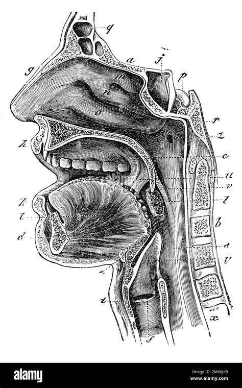 Diagram Of Oral Cavity And Throat Antique Illustration From A Medical