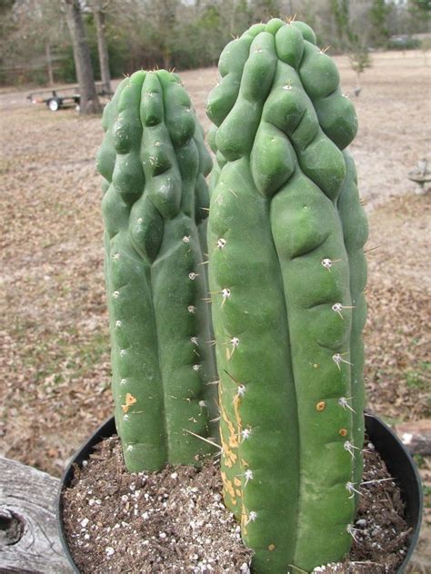 Trichocereus Pachanoi San Pedro Cactus In 8 Pot Beautiful 2 Plan