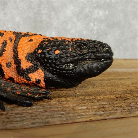 Gila monster hatchlings overwinter in their nest and emerge when food sources are abundant. Gila Monster Replica Taxidermy Mount For Sale #14159 - The ...