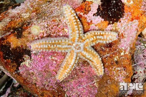 Spiny Starfish Spiny Sea Star Sea Star Sea Star Marthasterias
