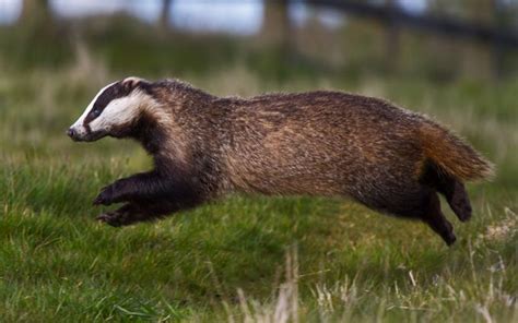 Badger Leaping By Briserfaethebroch Woodland Creatures
