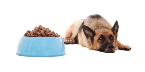 Why Wont My Dog Eat Heres Why Dogs May Refuse Food