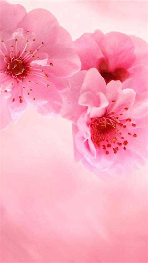 Free Download Iphone 5 Wallpapers Hd Cute Pink Flowers Iphone 5