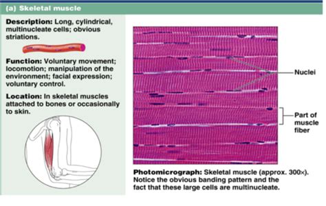 Location And Function Of Striated Muscle Tissue Tissue