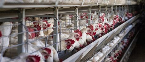 Fda Ordered To Release Factory Farming Data On Intense Confinement Hens Used By The Egg Industry