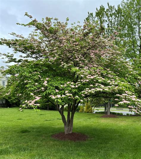 Buy Dogwood Trees Online Shop Stadler Nurseries