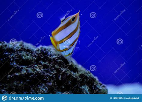 Yellow Blue And Striped Marine Fish In Aquarium Wih Corals Stock Photo
