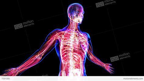 Anatomy Of The Human Body Stock Animation 1591306