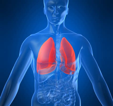 Learn These Basic Health Facts About Lungs—and Breathe Easier