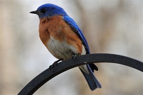Beautiful Bluebird | Shutterbug