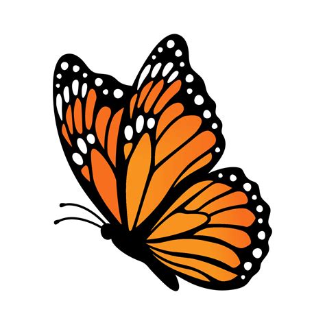 Monarch Butterfly Side View Vector Illustration Isolated On White