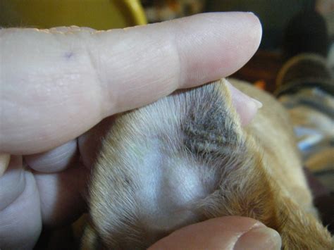 My Dog Has A Parasite Of Some Sort In Her Ears She Is A Chihuahua 6yrs